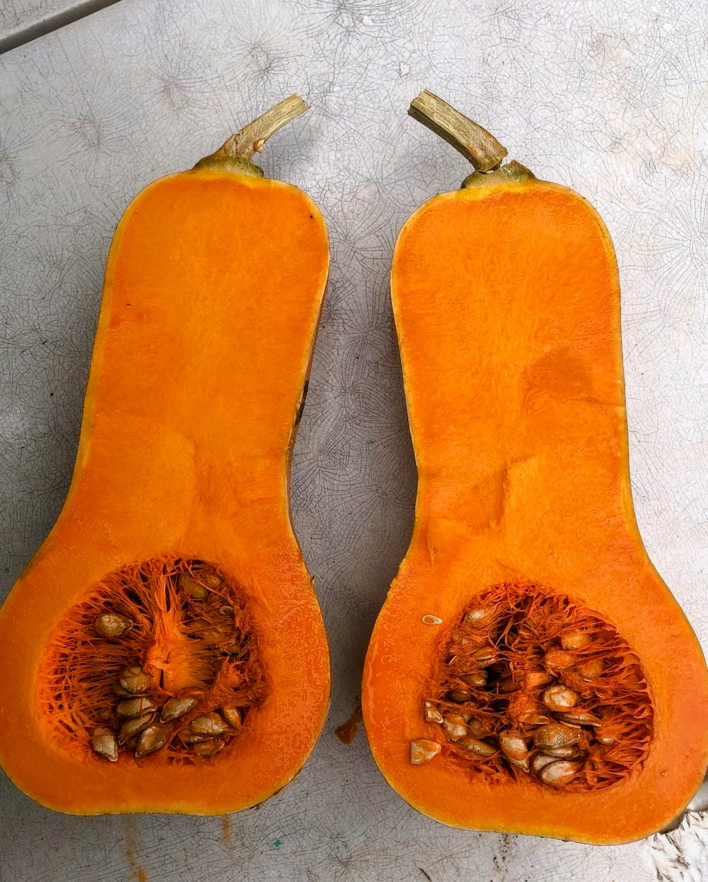 Winter Squash, Xiye Butternut Squash Gene Pool