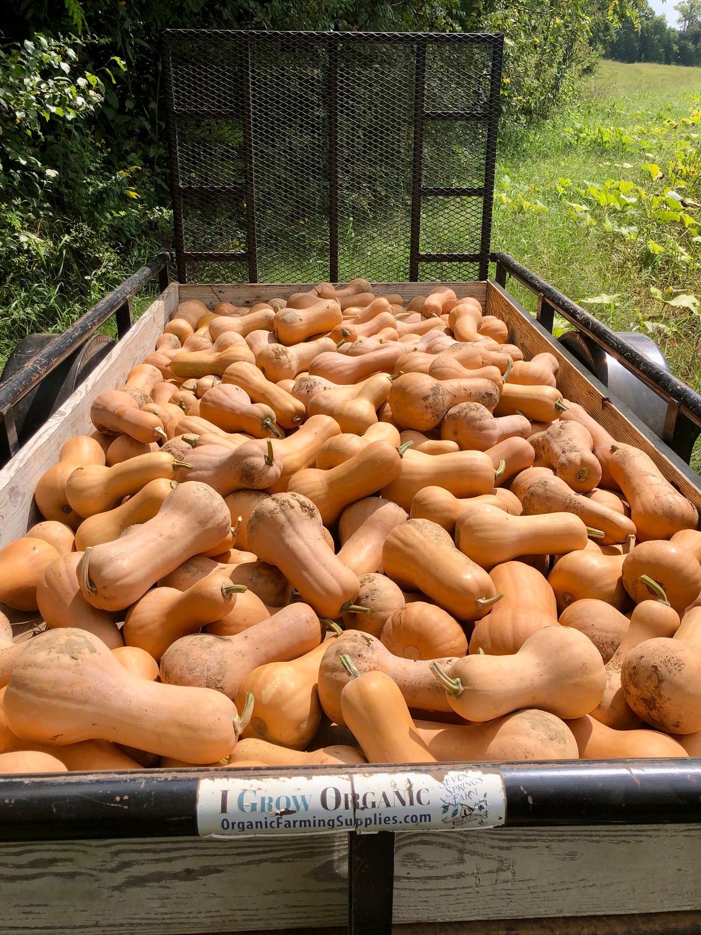 Winter Squash, Xiye Butternut Squash Gene Pool