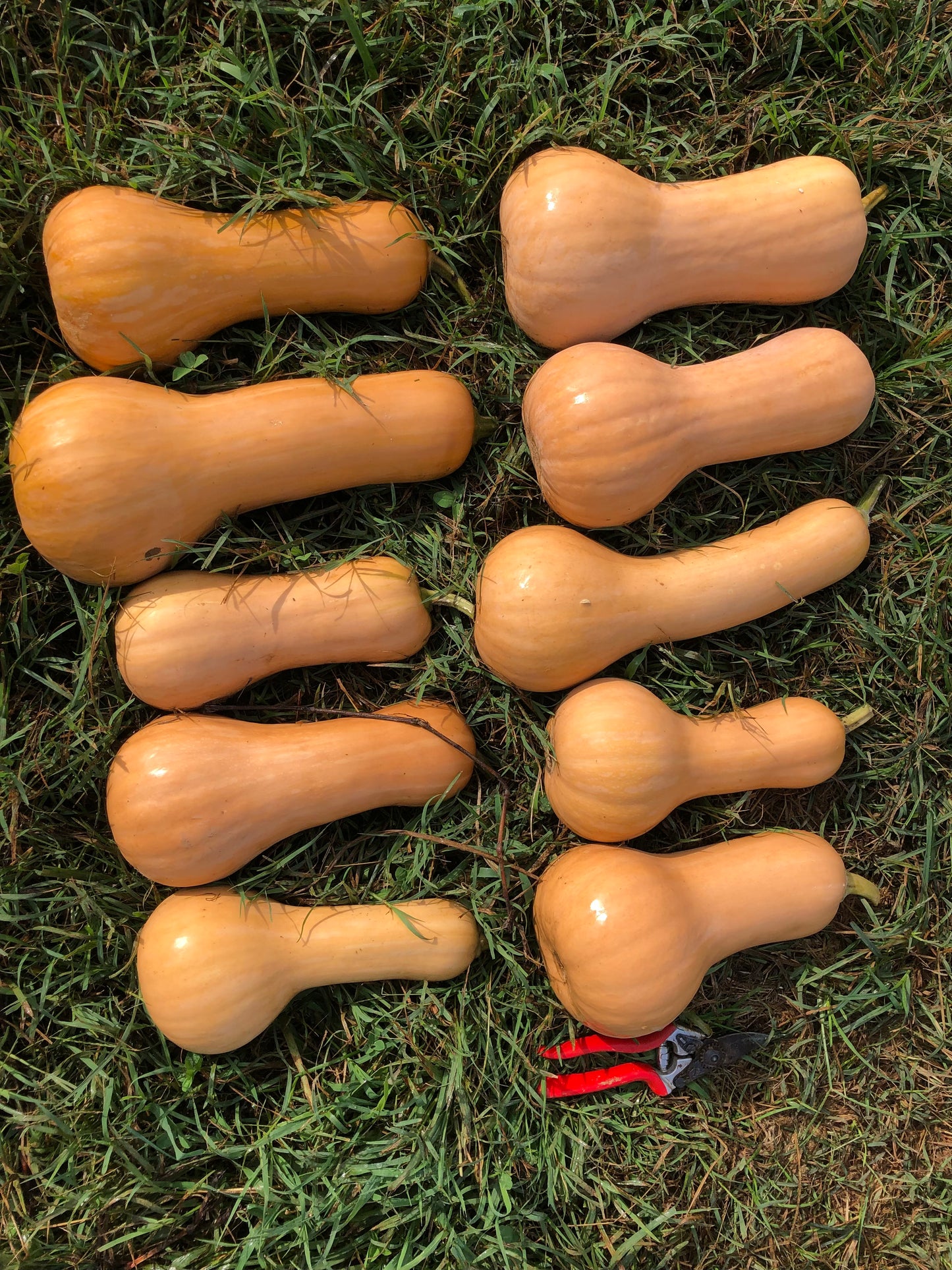 Winter Squash, Xiye Butternut Squash Gene Pool