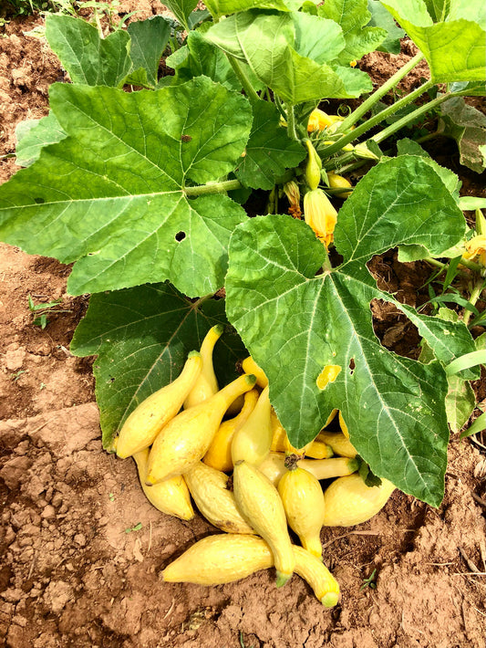 Summer Squash, Yellow Crookneck