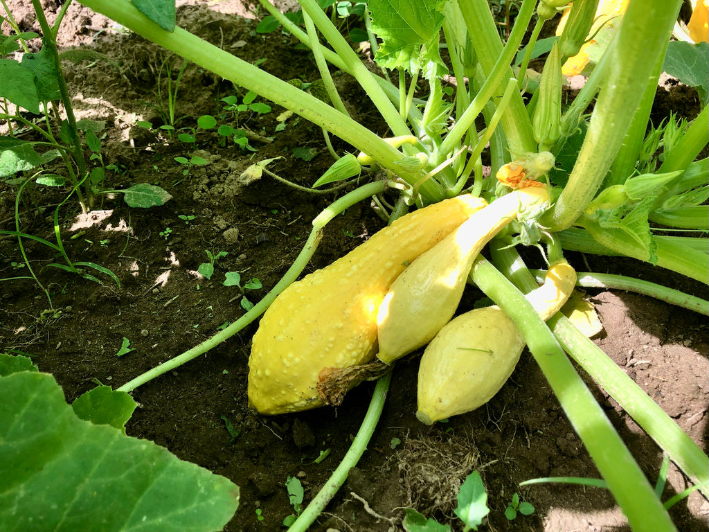 Summer Squash, Yellow Crookneck