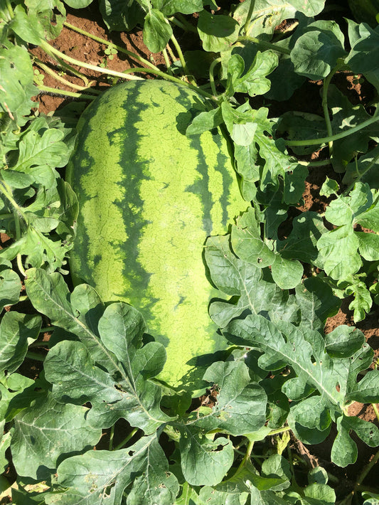 Watermelon, Yucatan (WC-2135)