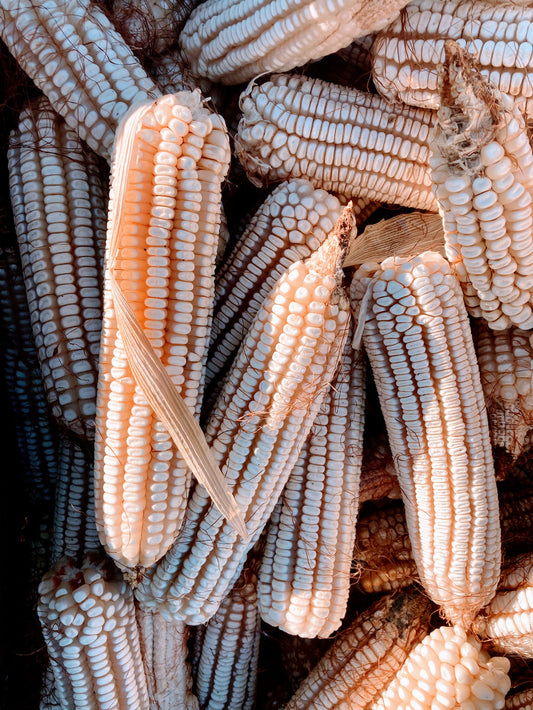 Corn (Dent), Chico Perez White