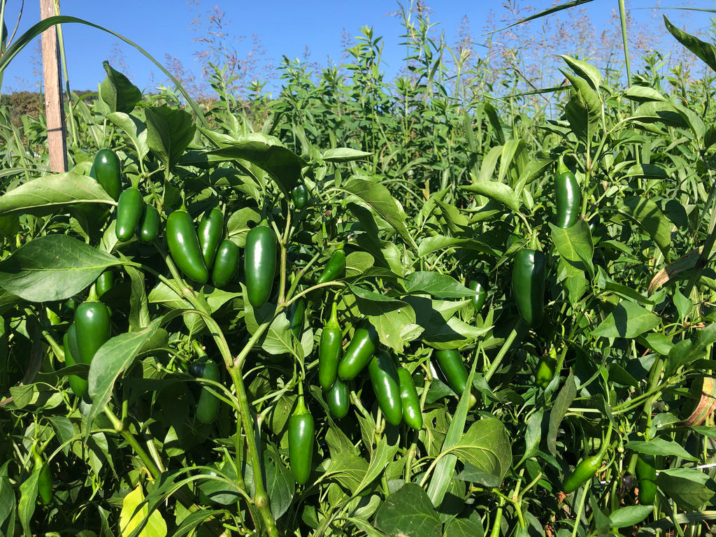 Pepper (Hot), Chile Gordo Jalapeno
