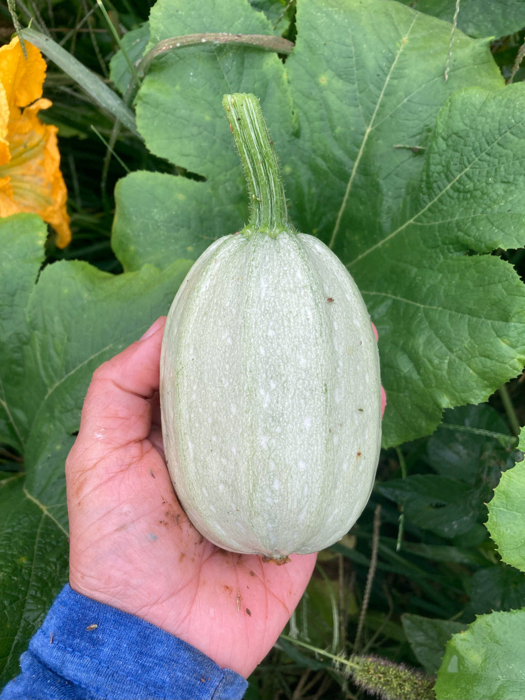 Summer Squash, Manteca