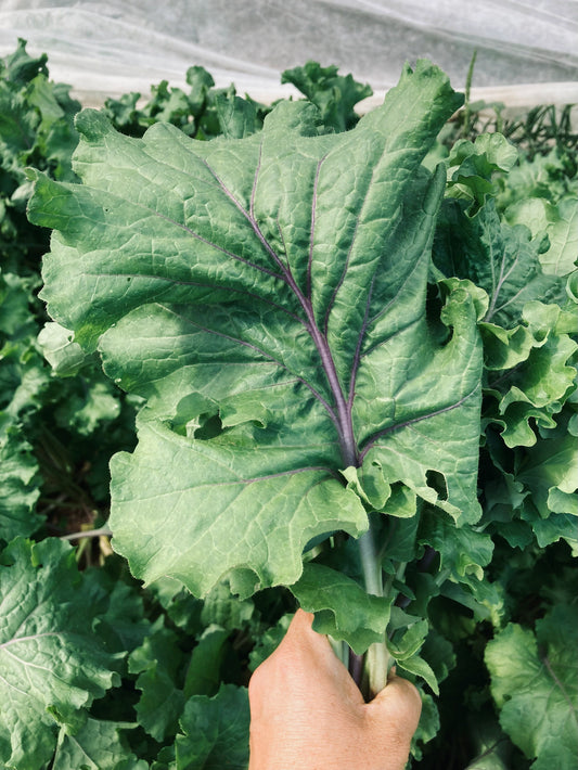 Kale, Mira Red Stem