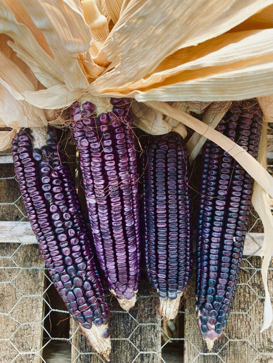 Corn (Dent), San Andres Negro